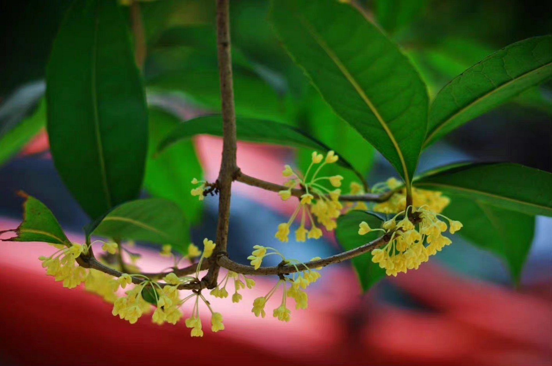莫羡三春桃与李,桂花成实向秋荣 .