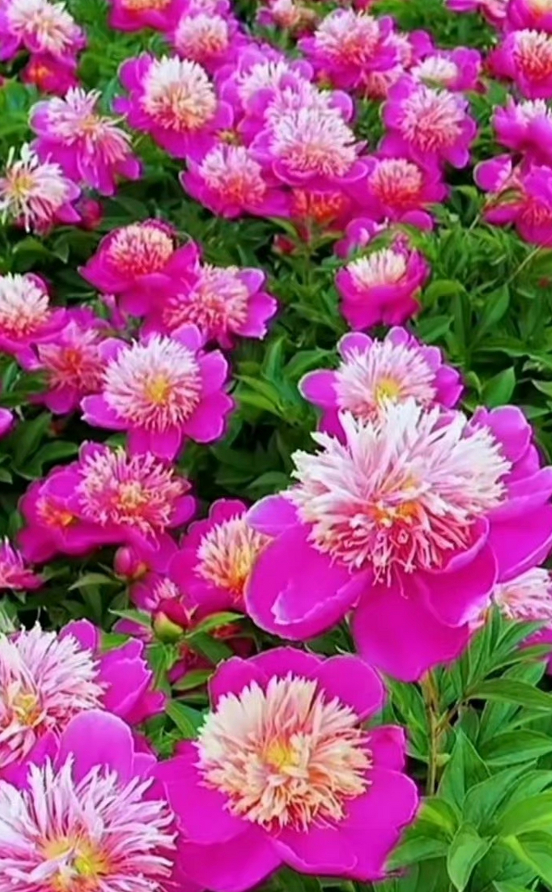 李商隐 锦帏初卷卫夫人,绣被犹堆越鄂君.