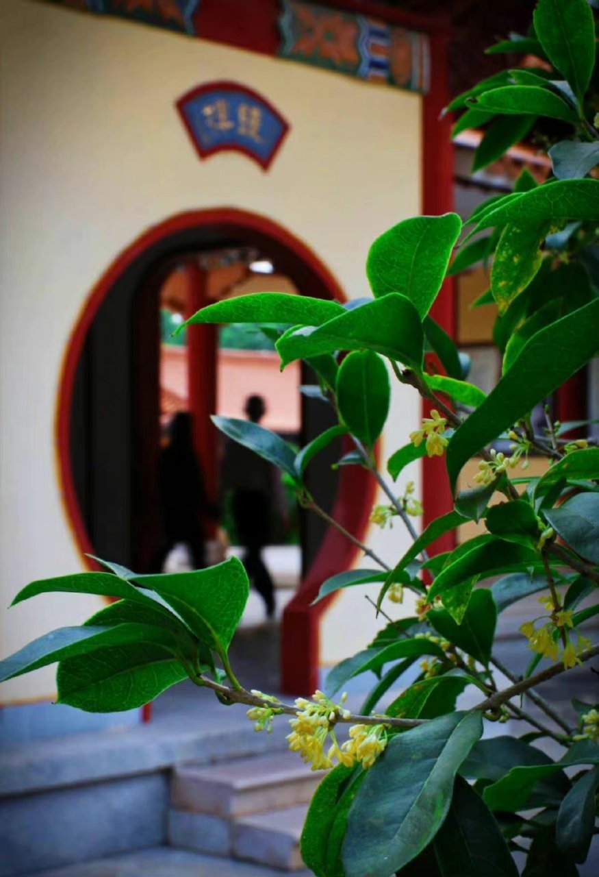 莫羡三春桃与李,桂花成实向秋荣 .