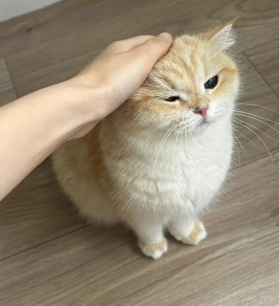 摸摸猫头,万事不愁