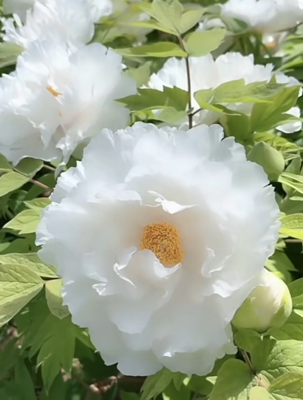 白牡丹"莲鹤"洁白无瑕,冰清玉洁,高贵端庄.给人美的享受.