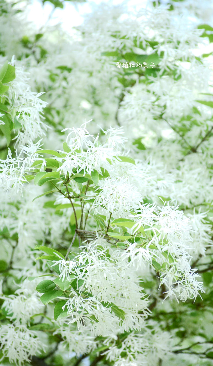 流苏树,梦中情树 ​​​……