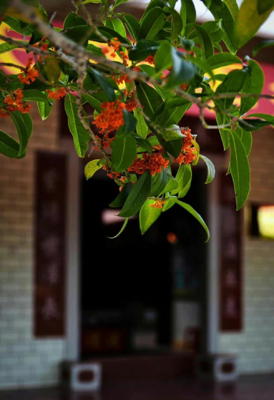 莫羡三春桃与李,桂花成实向秋荣 .