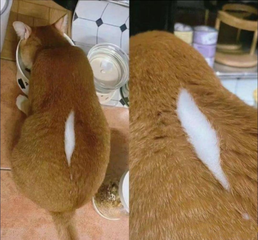 看到这只猫猫就想笑,这身衣服是不是不合身了?