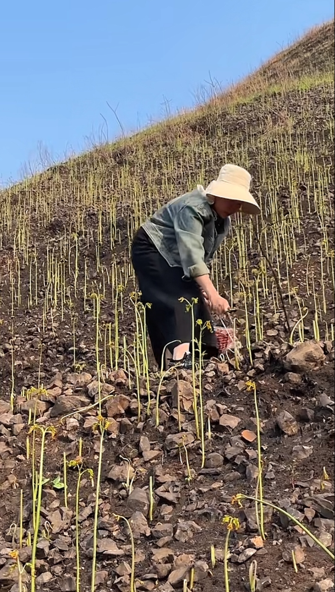 这简直拉仇恨啊,在东北蕨菜都快绝种了,再看看人家这比种的还多呀