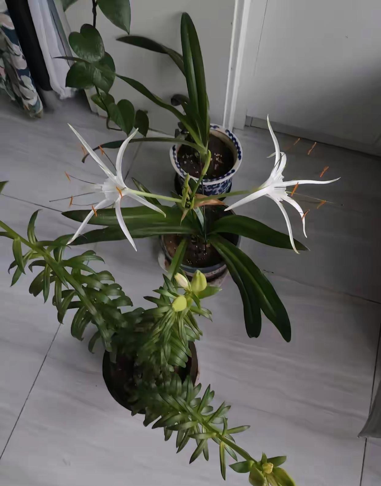 学名美美其名曰蜘蛛兰,小名水鬼花