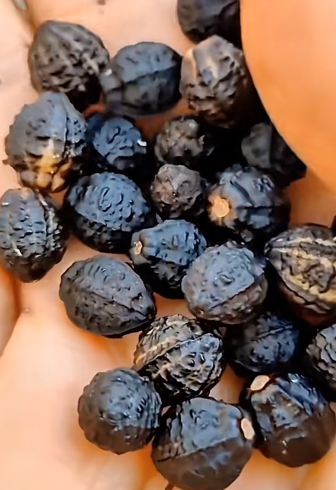 上全是这种花,一大片一大片的,陪伴了我整个童年,这是一种花的种子,忘