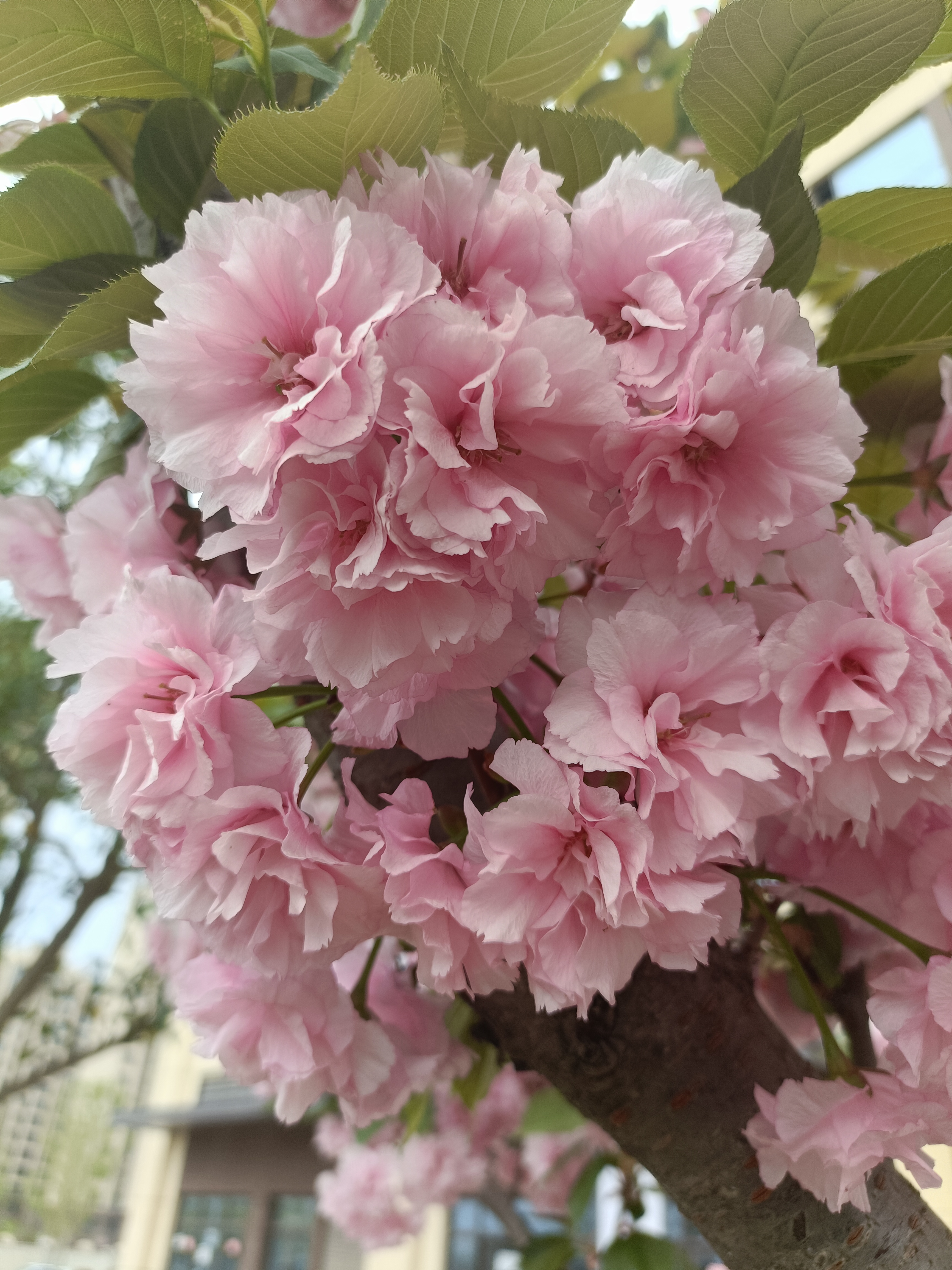 柔和的粉色花瓣,在阳光下泛着微微的光泽,中心深色的花蕊更是点睛之笔