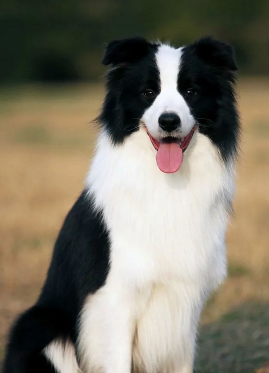 【边境牧羊犬/边牧】英文名称 border colin, colin是凯尔特语,进而