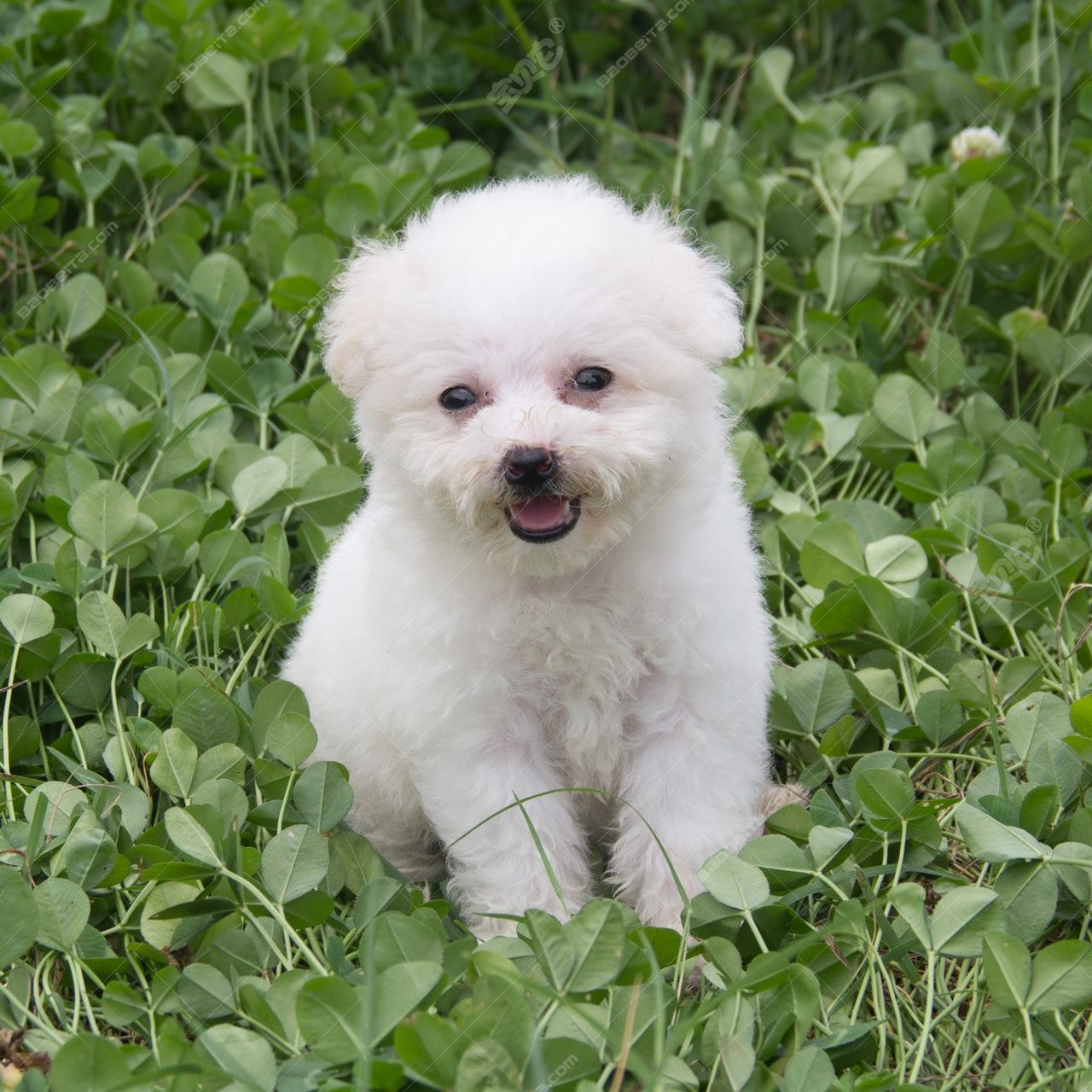 【比熊犬】地中海区产犬种,英文名源于法语bichon.