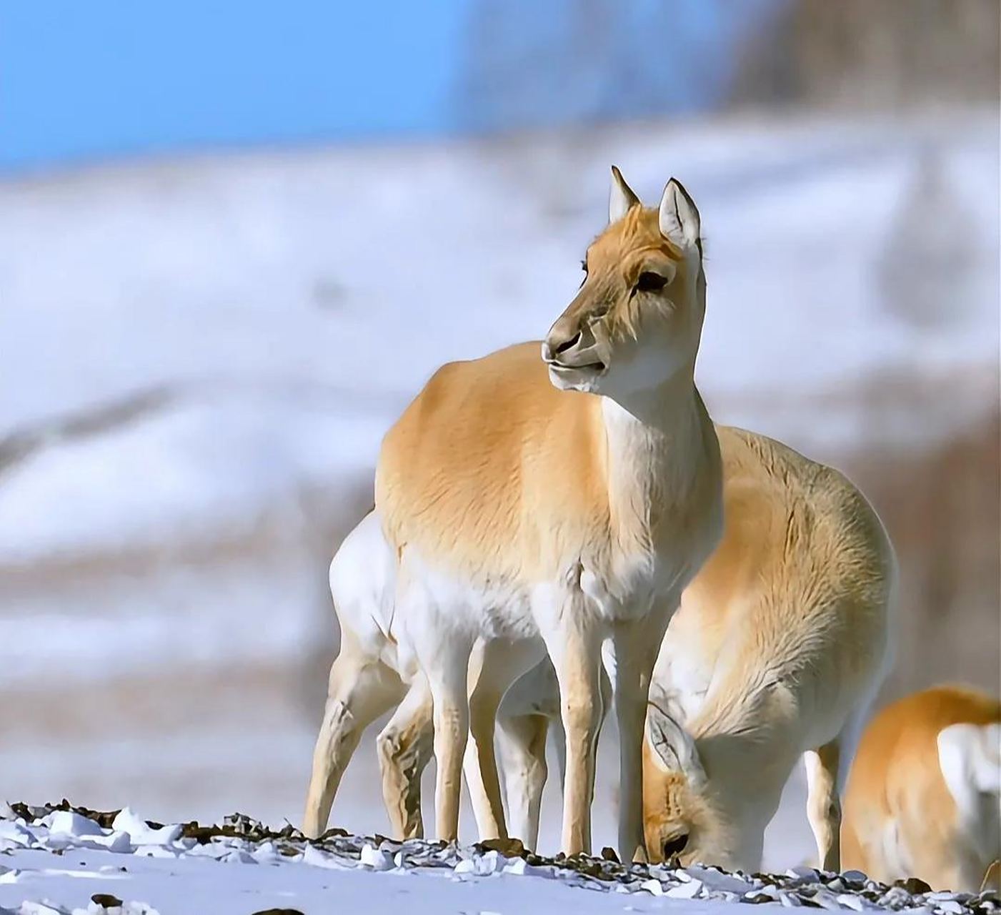 【是我国生态建设成果的展现】蒙古国的黄羊数量超过一万只已进入我国