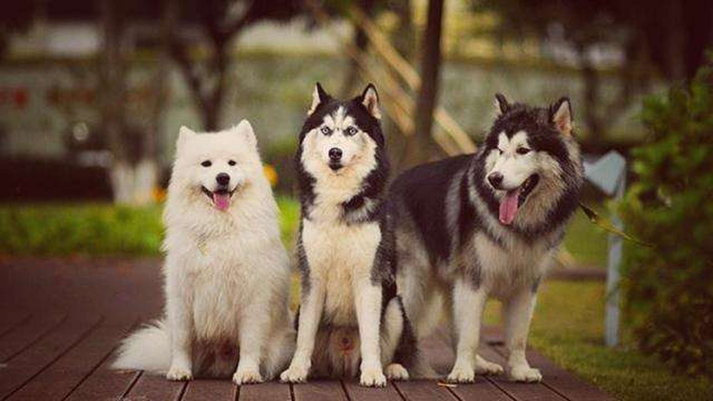 【雪橇三傻】哈士奇,阿拉斯加,萨摩耶号称雪橇三傻,英文名分别为husky
