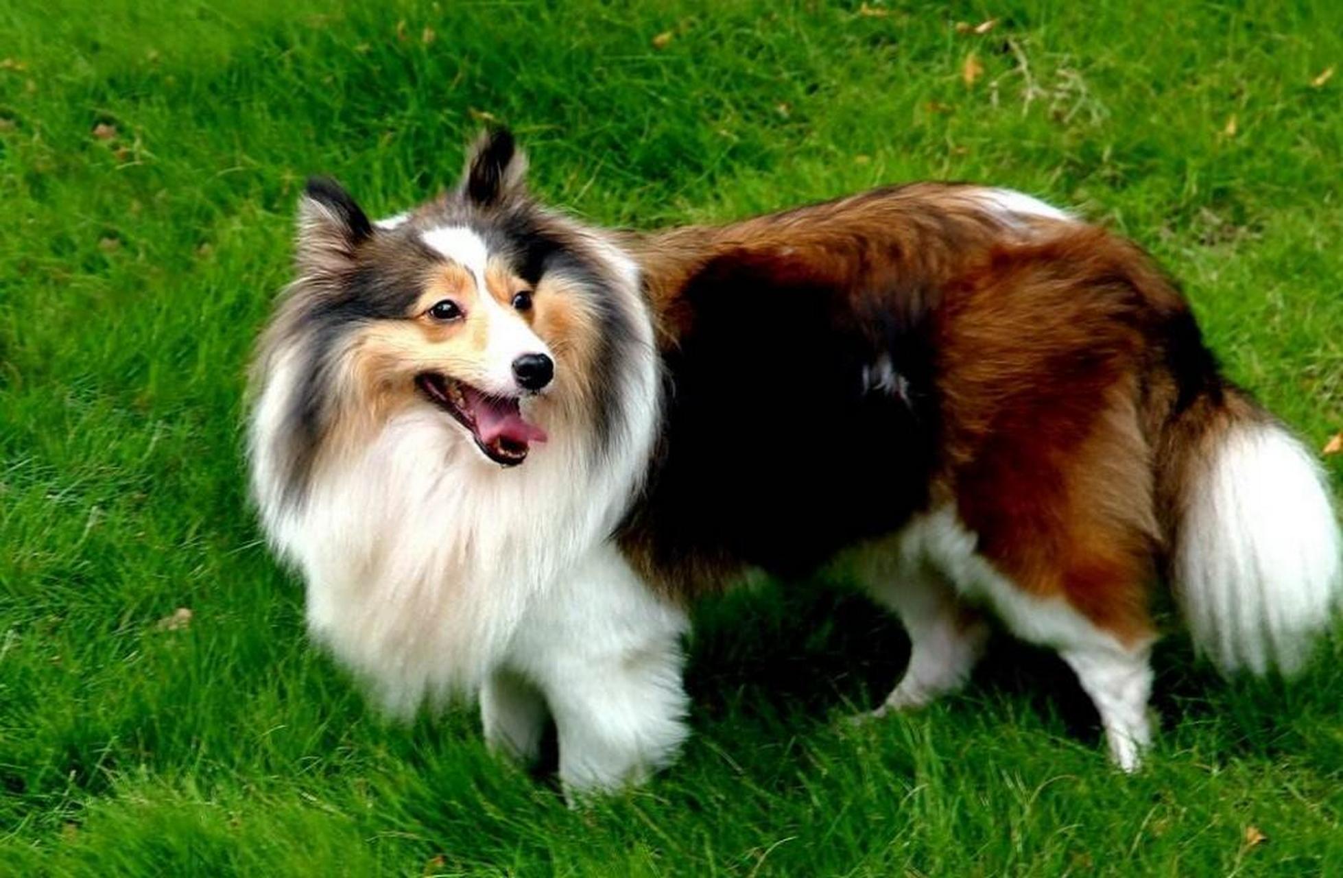 【苏格兰牧羊犬】英文名colin,属于大型犬种,身材细长,是苏格兰地区