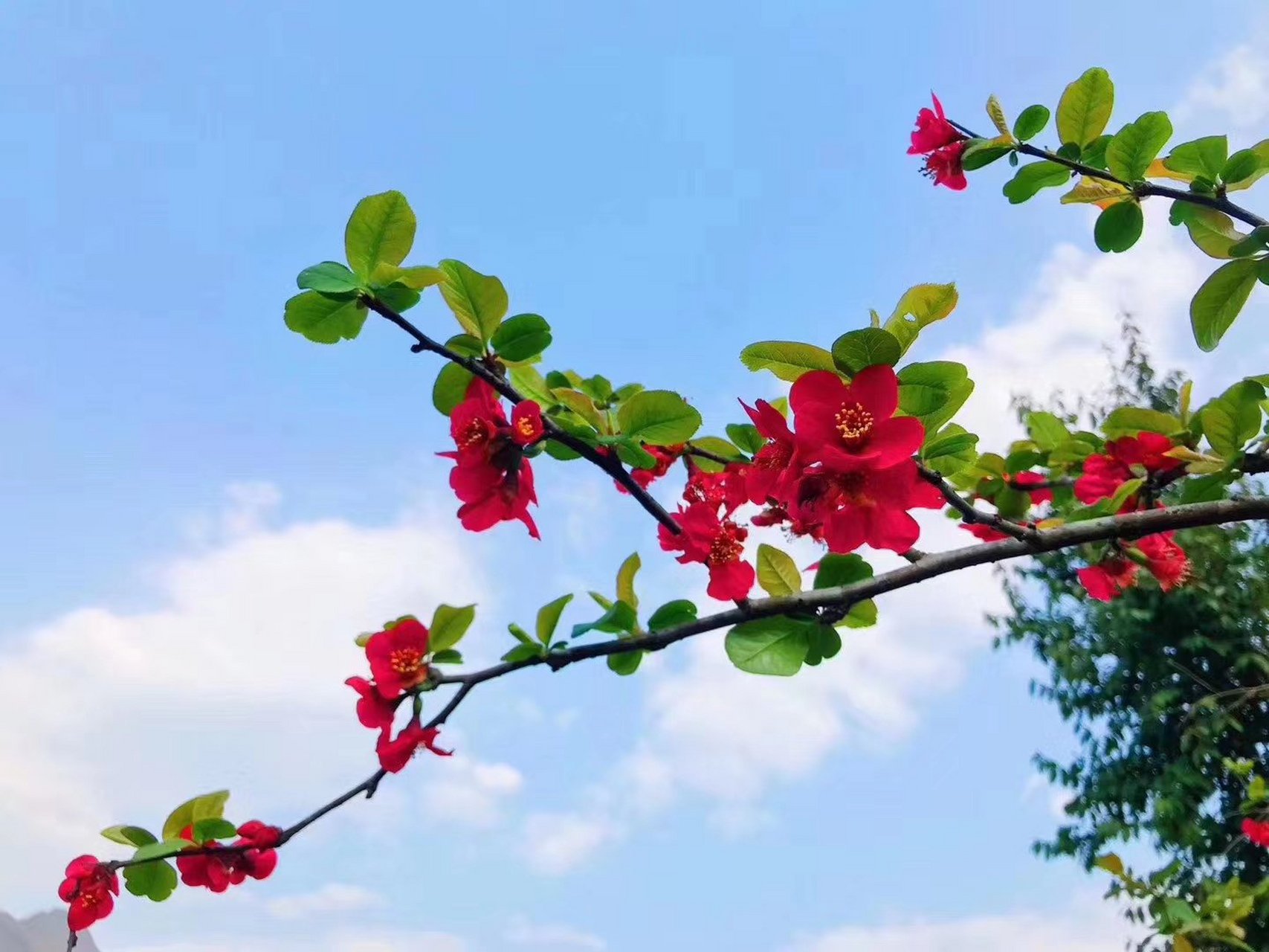 俞紫芝 69cmx69cm「独坐清谈久亦劳,碧松燃火暖衾袍.