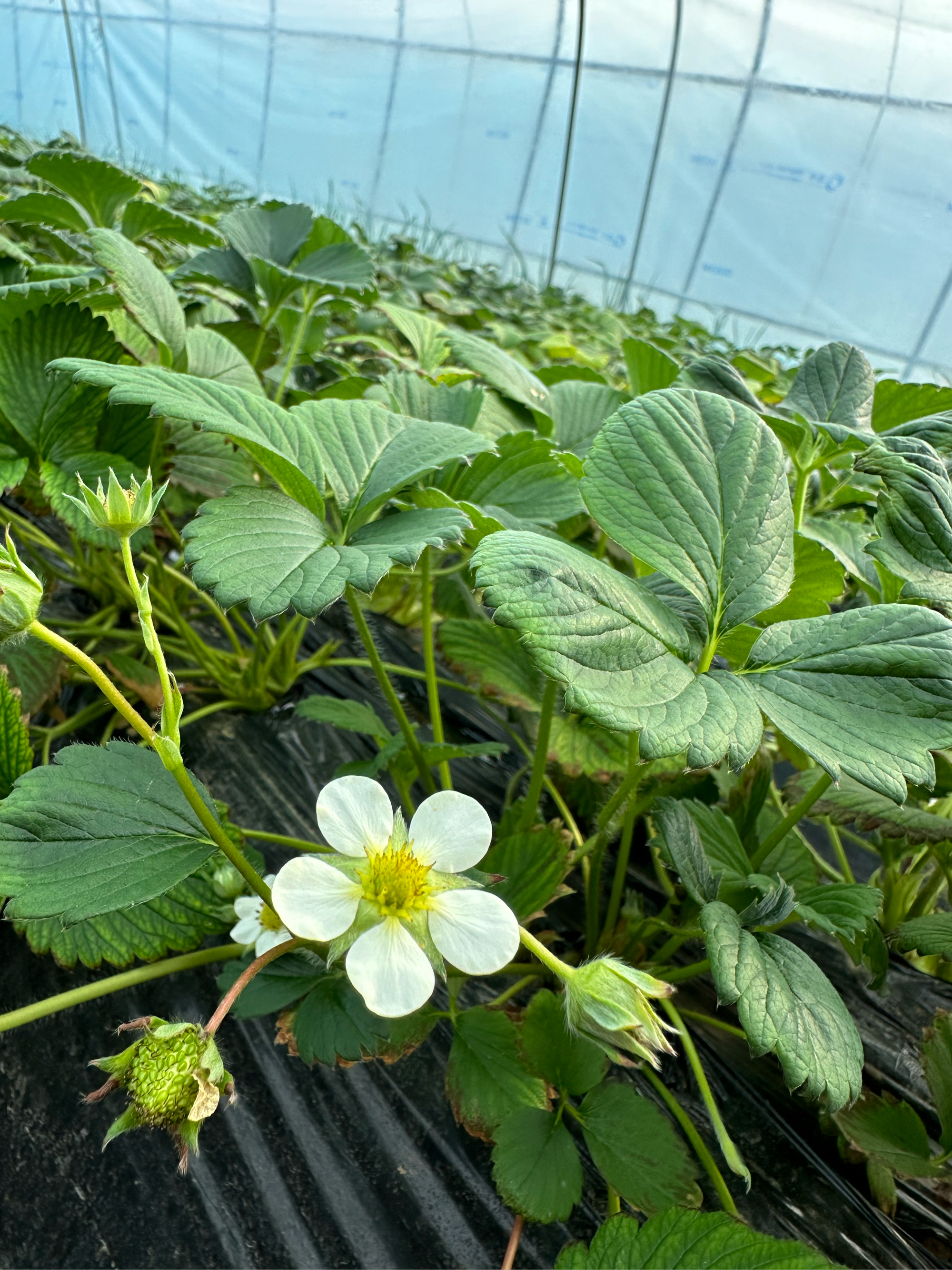 草莓花的样子和颜色图片