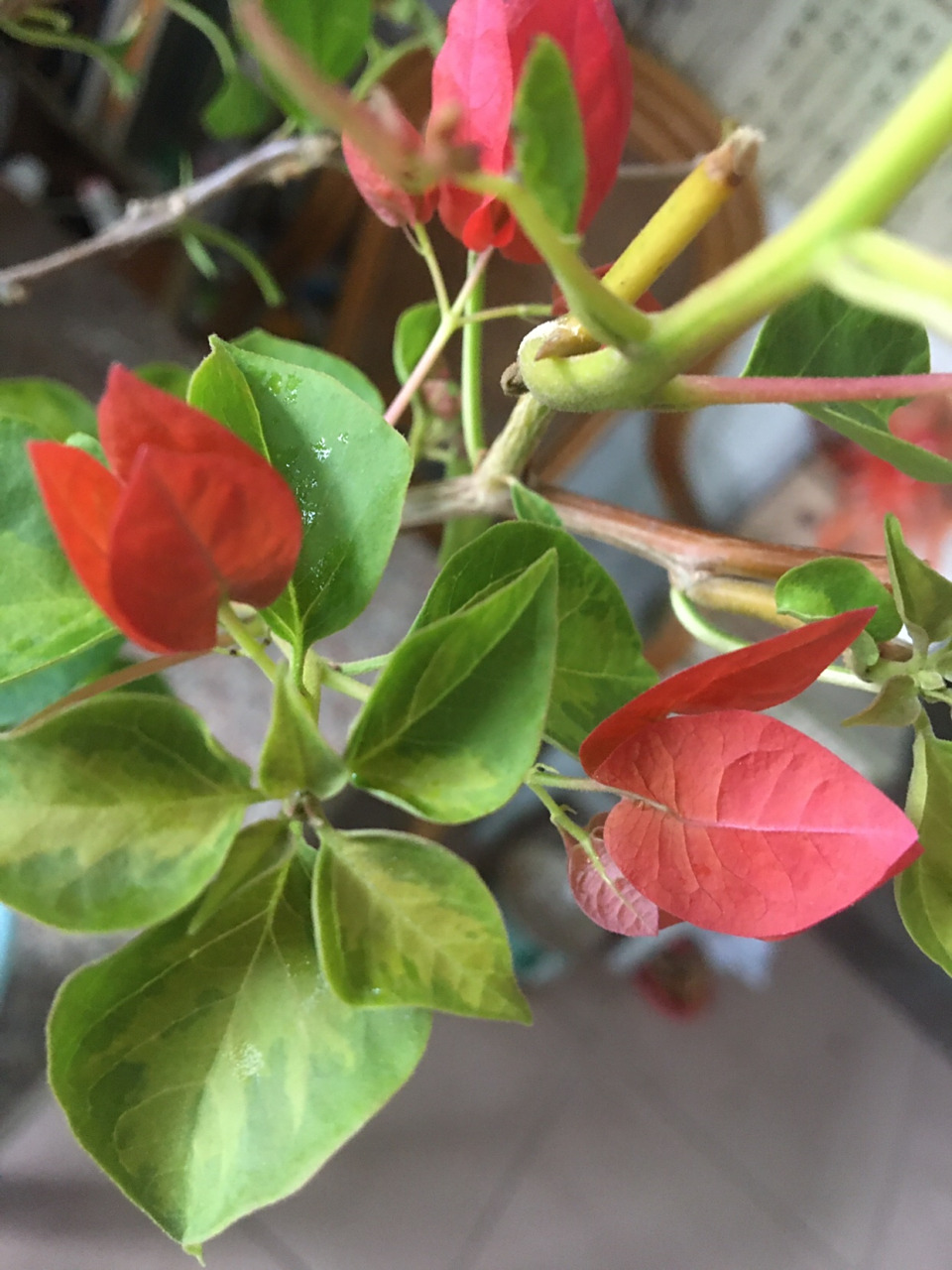 暗斑夕阳红三角梅.叶子呈暗斑,花瓣洋红色.又名暗斑西洋红.