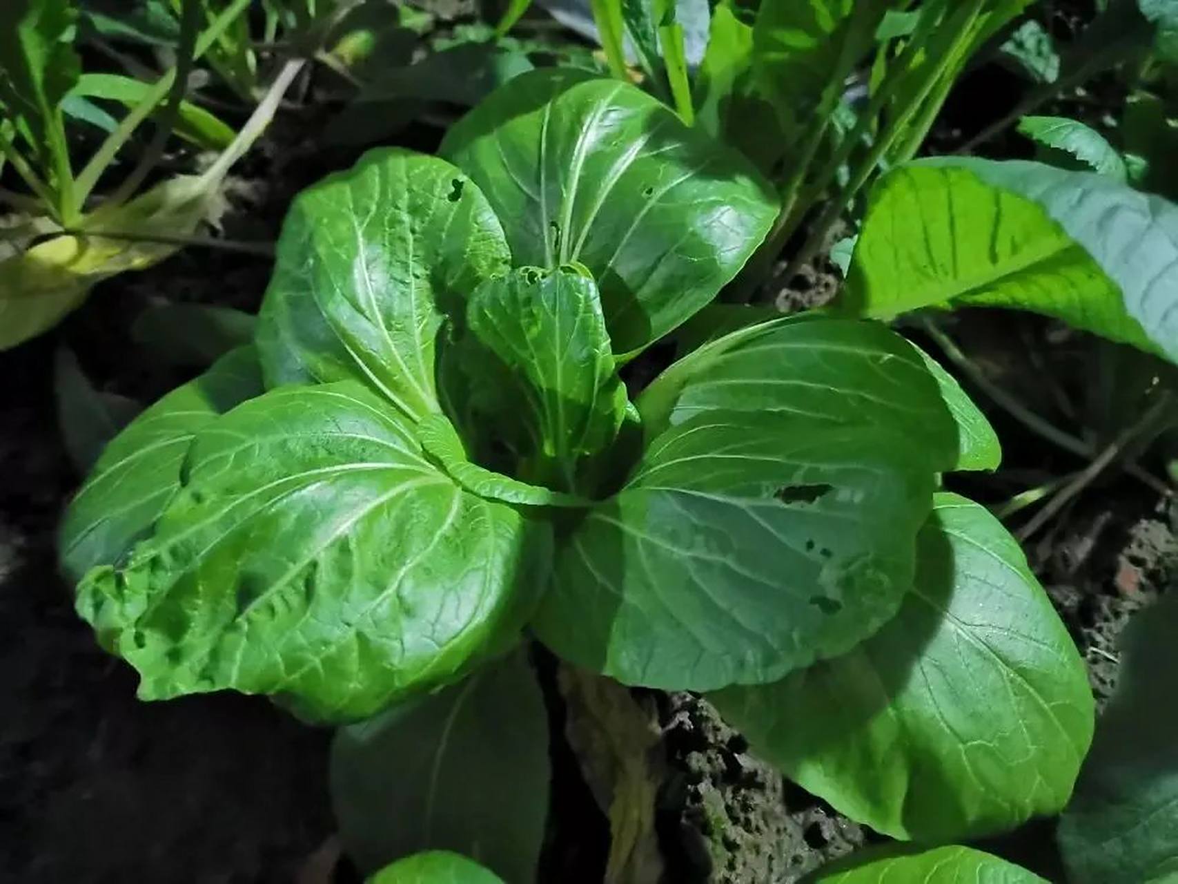 我的绿色菜可以摘来吃了,就是上海青有点生虫了,又不想洒农药,怎么办?
