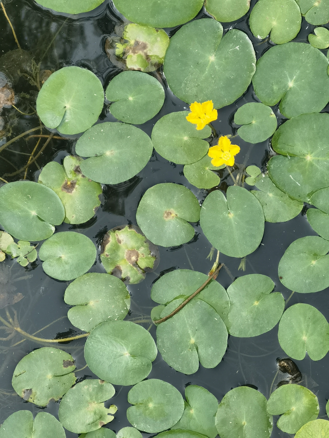 来自诗经里的植物——荇菜 参差荇菜,左右流之,窈窕淑女,寤寐求之,求