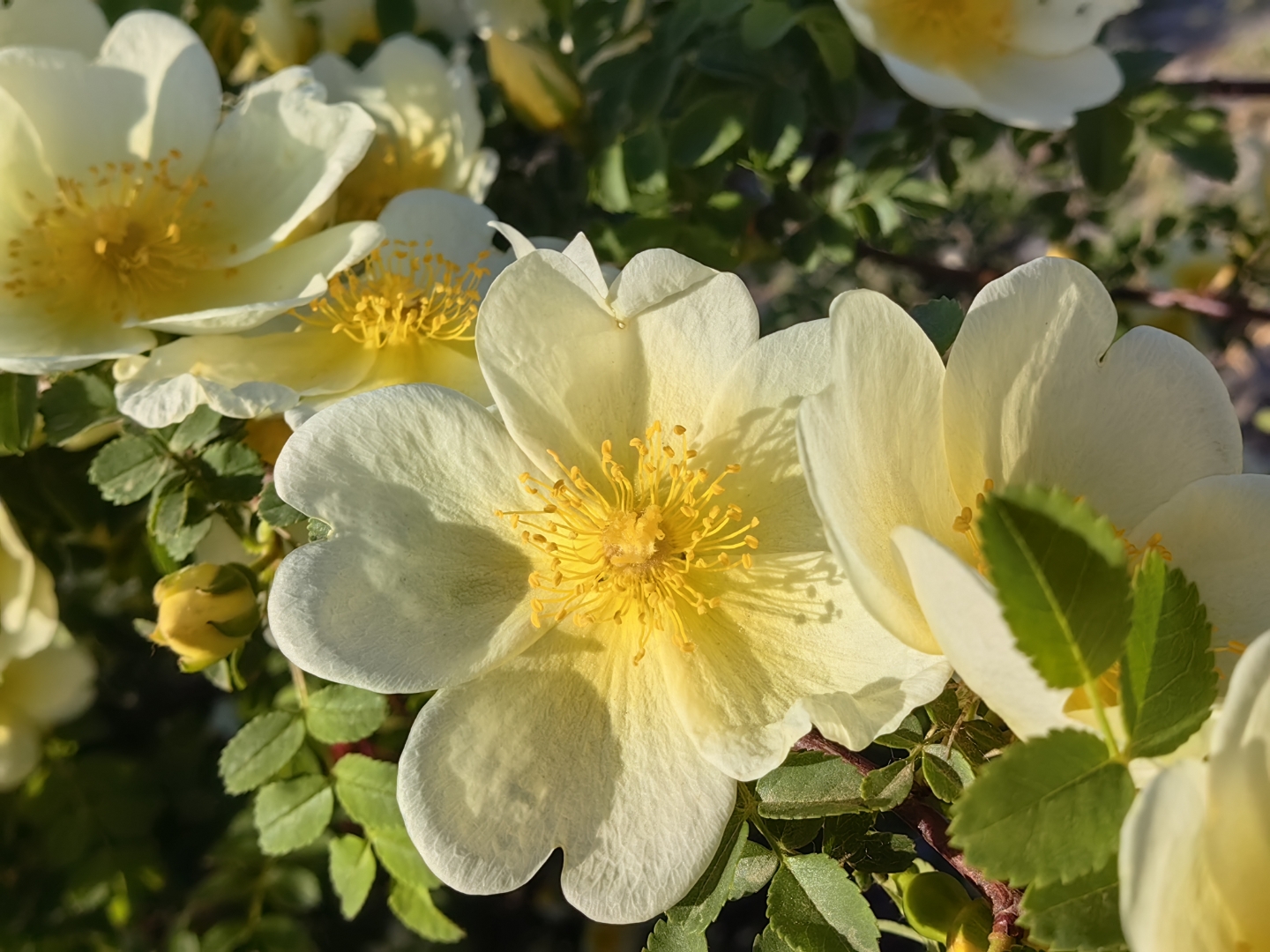 开到荼蘼花事了,荼蘼花,又称佛见笑