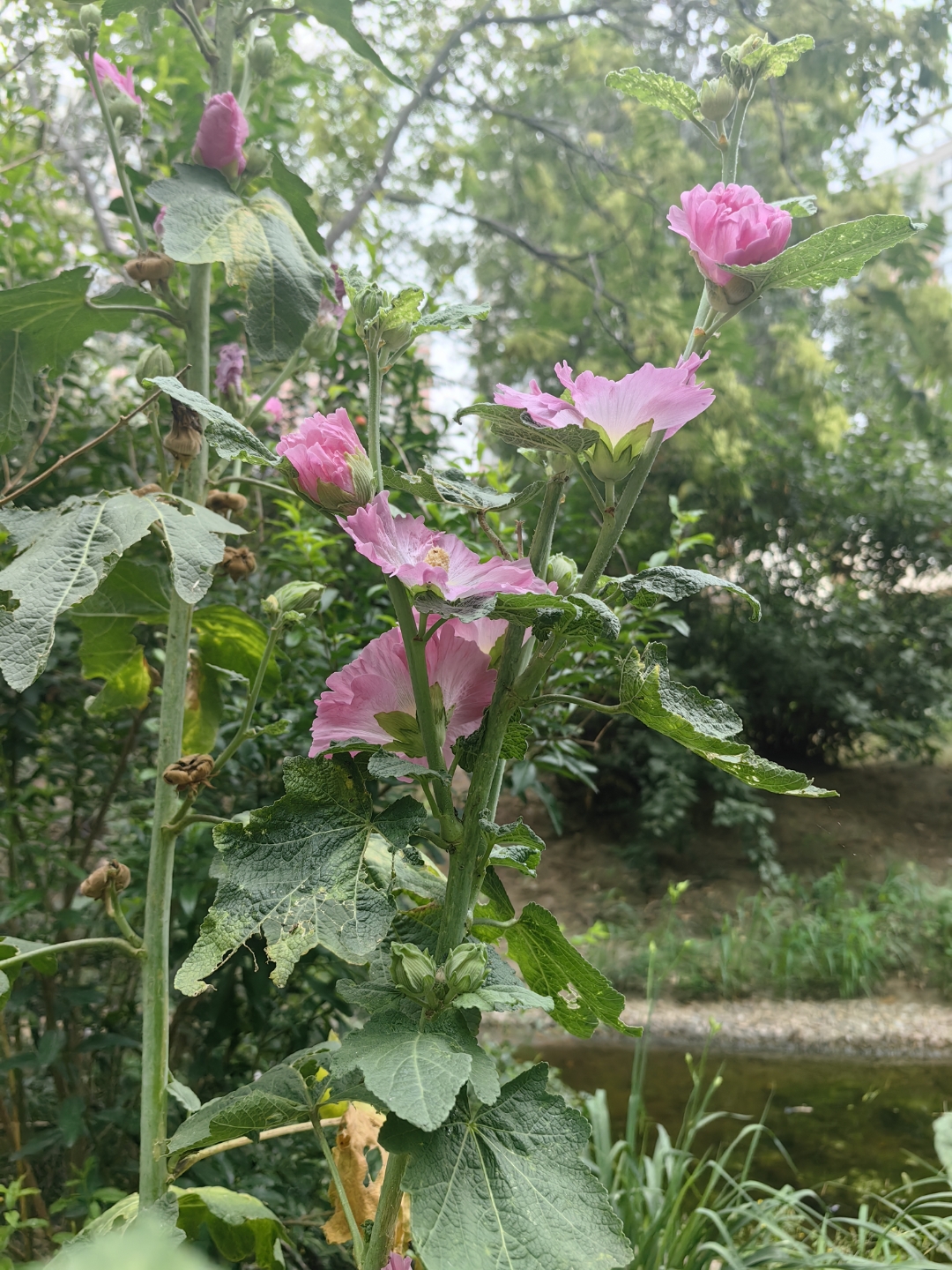 向大自然中的植物学习.每一朵花都曾以自己姿态,拼尽全力!
