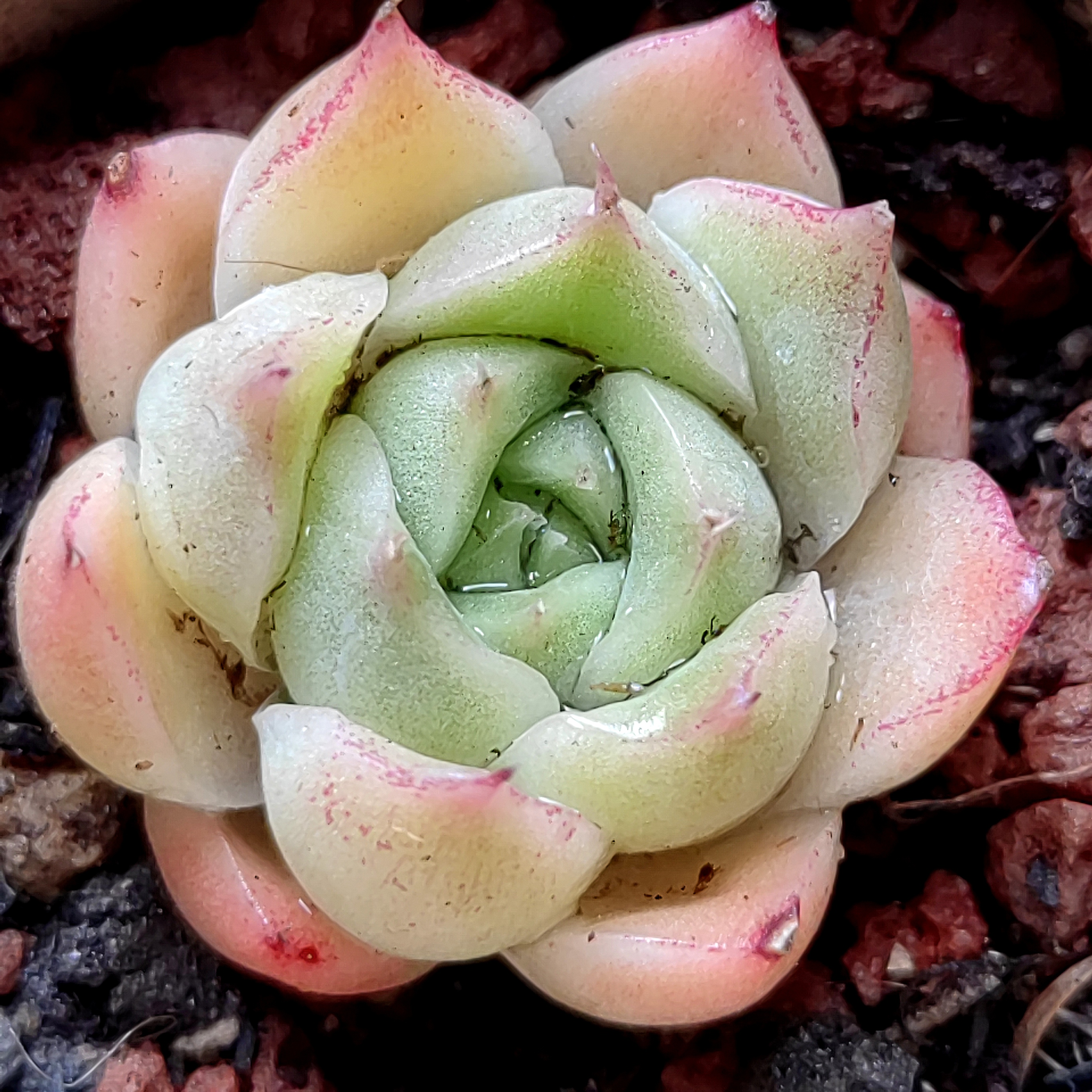 迷你小精品～粉色系列  多肉植物   多肉   爱多肉爱生活   今天气温