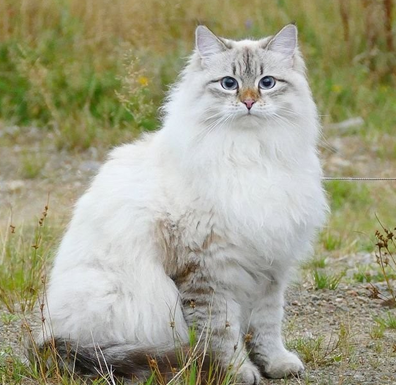 从林猫 从林之猫,它们生活在从林里,清高而优雅