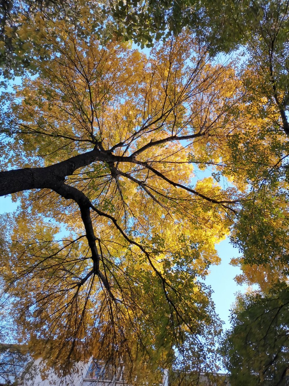 美丽的金叶复叶槭树  金叶复叶槭树在石家庄的槐北路翟营大街和谈固
