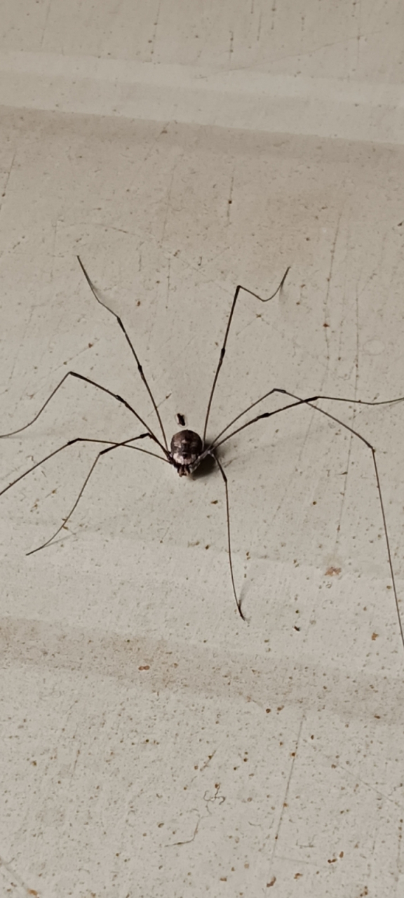 四川长腿蜘蛛图片