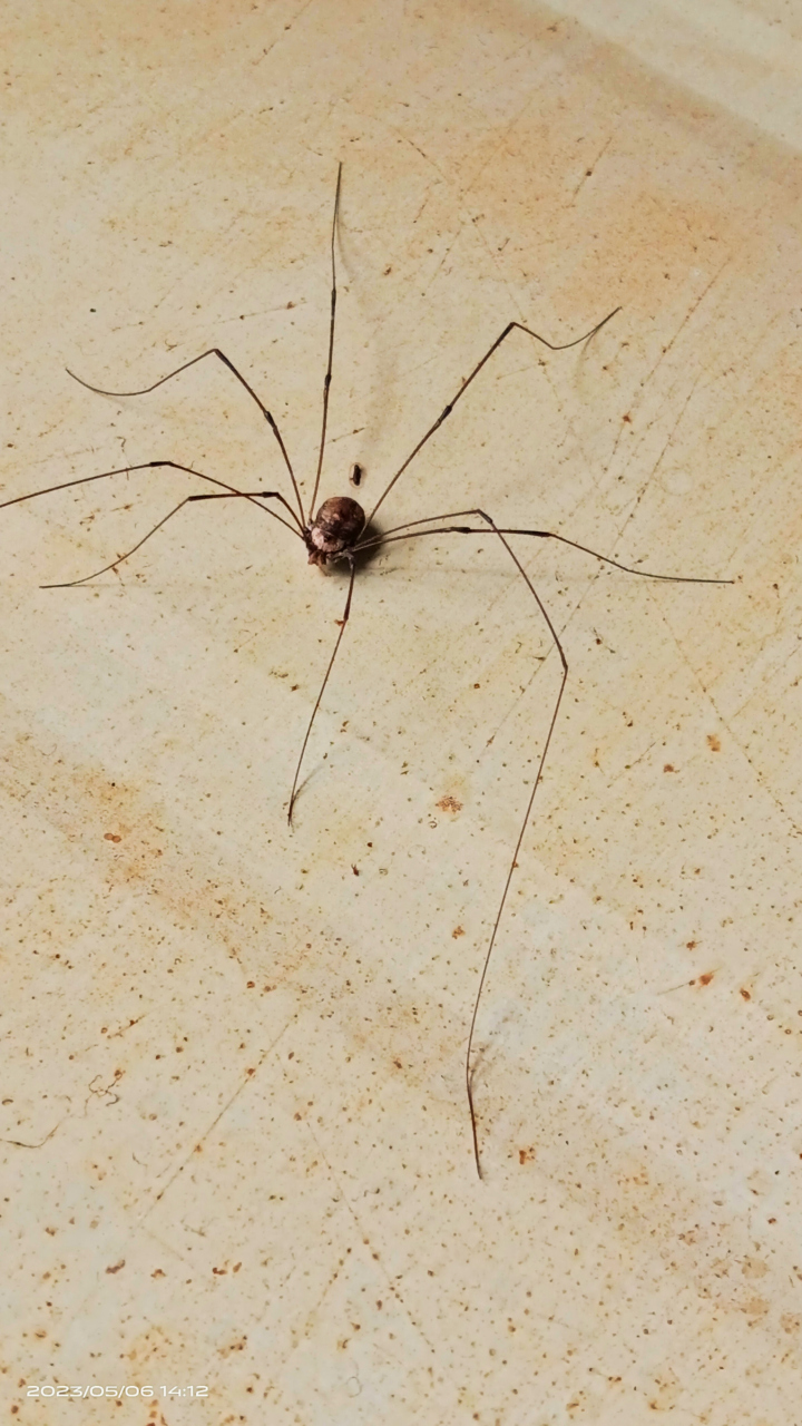 24条腿的蜘蛛有毒图片
