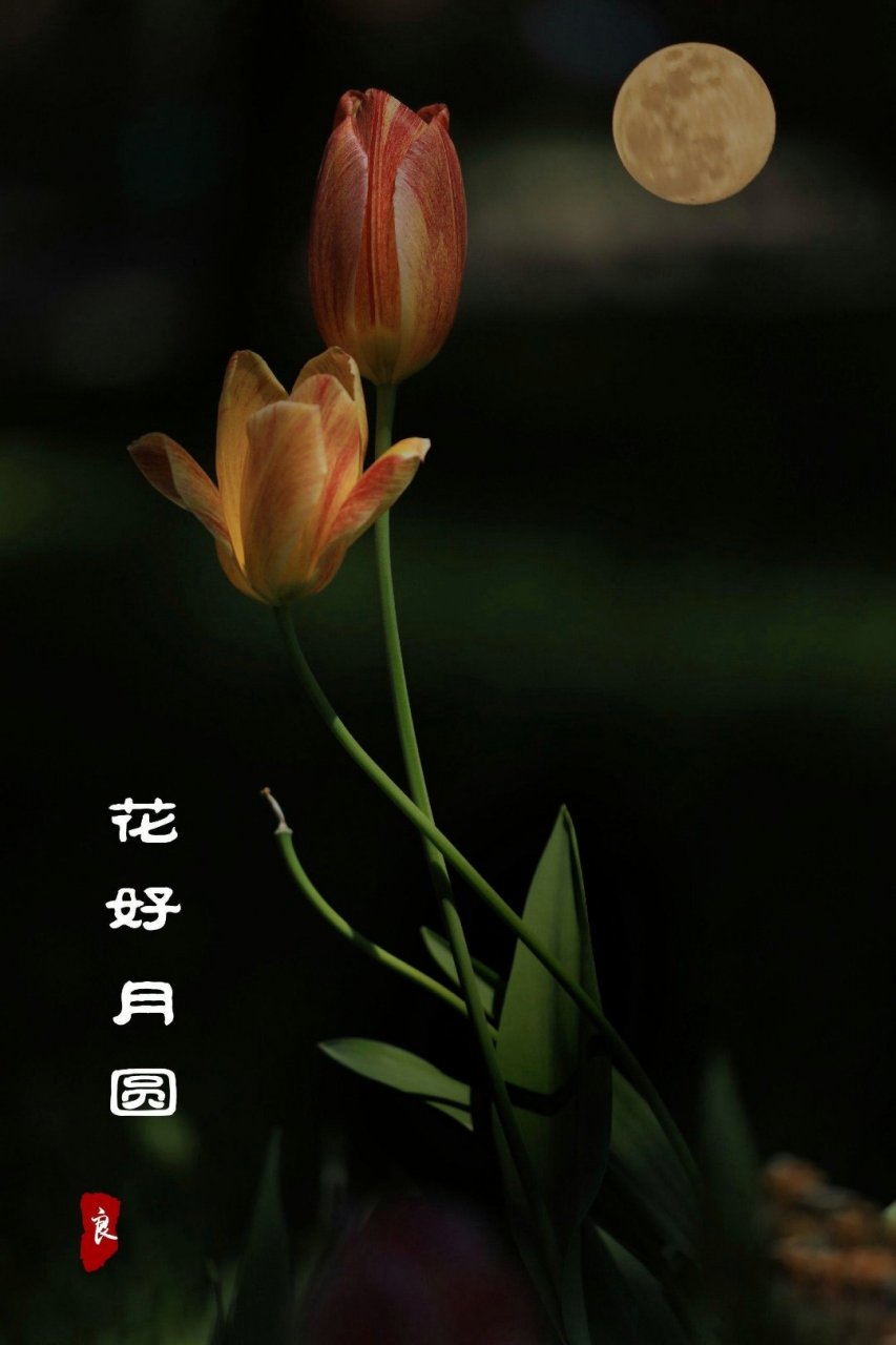《花好月圆》