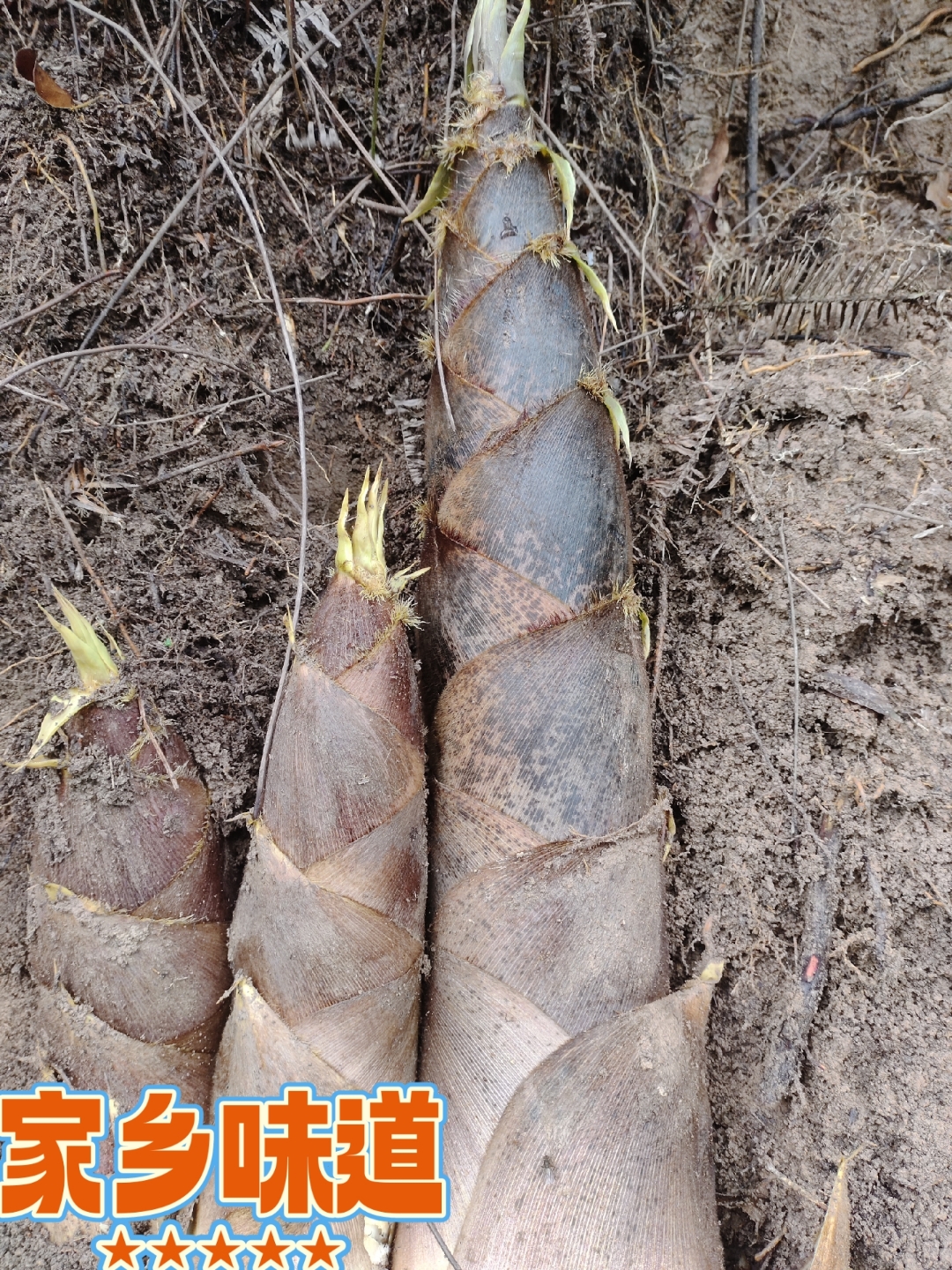 竹笋!农村土产