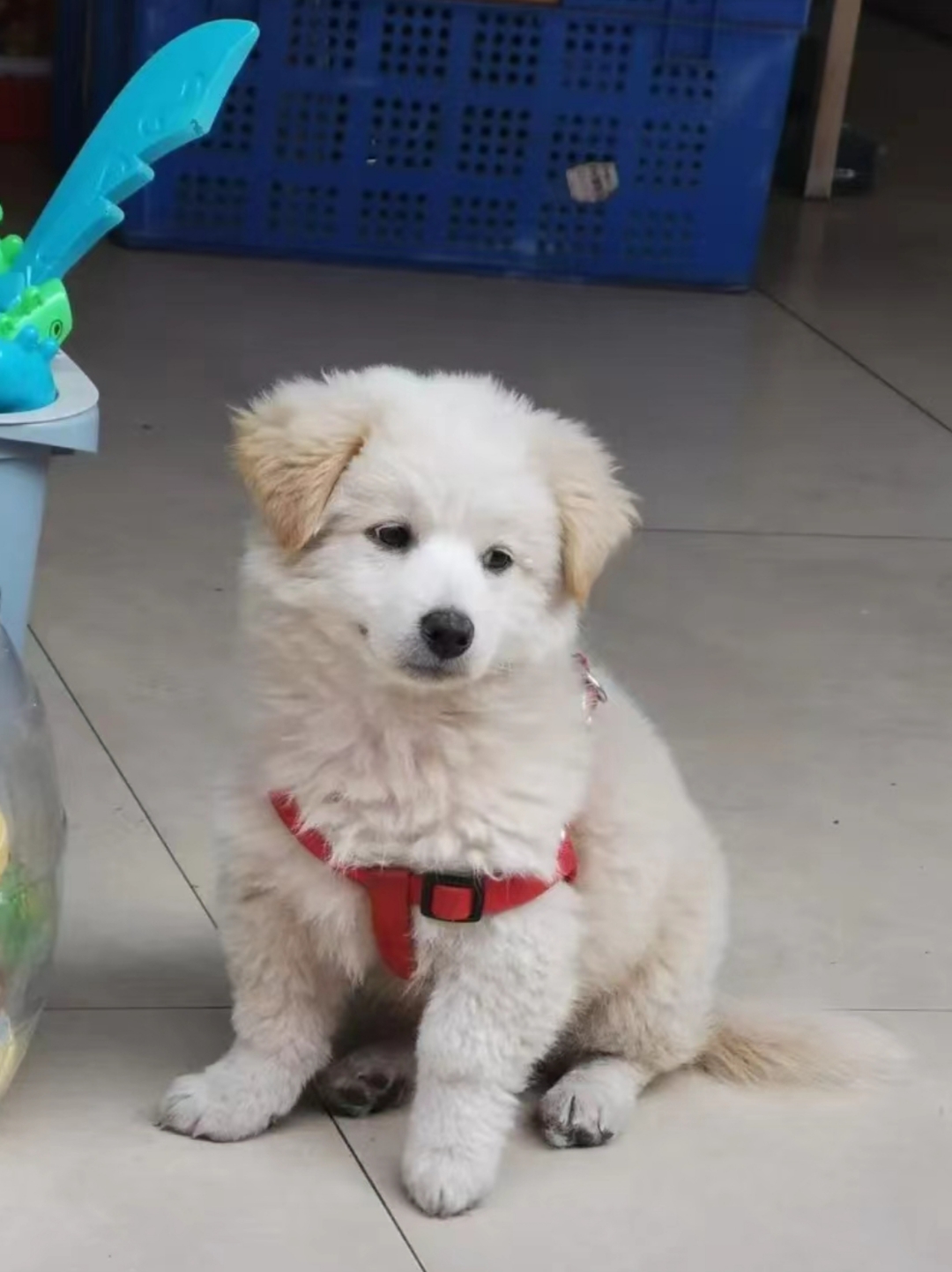 它的毛色黄白相间,看起来超级活泼.