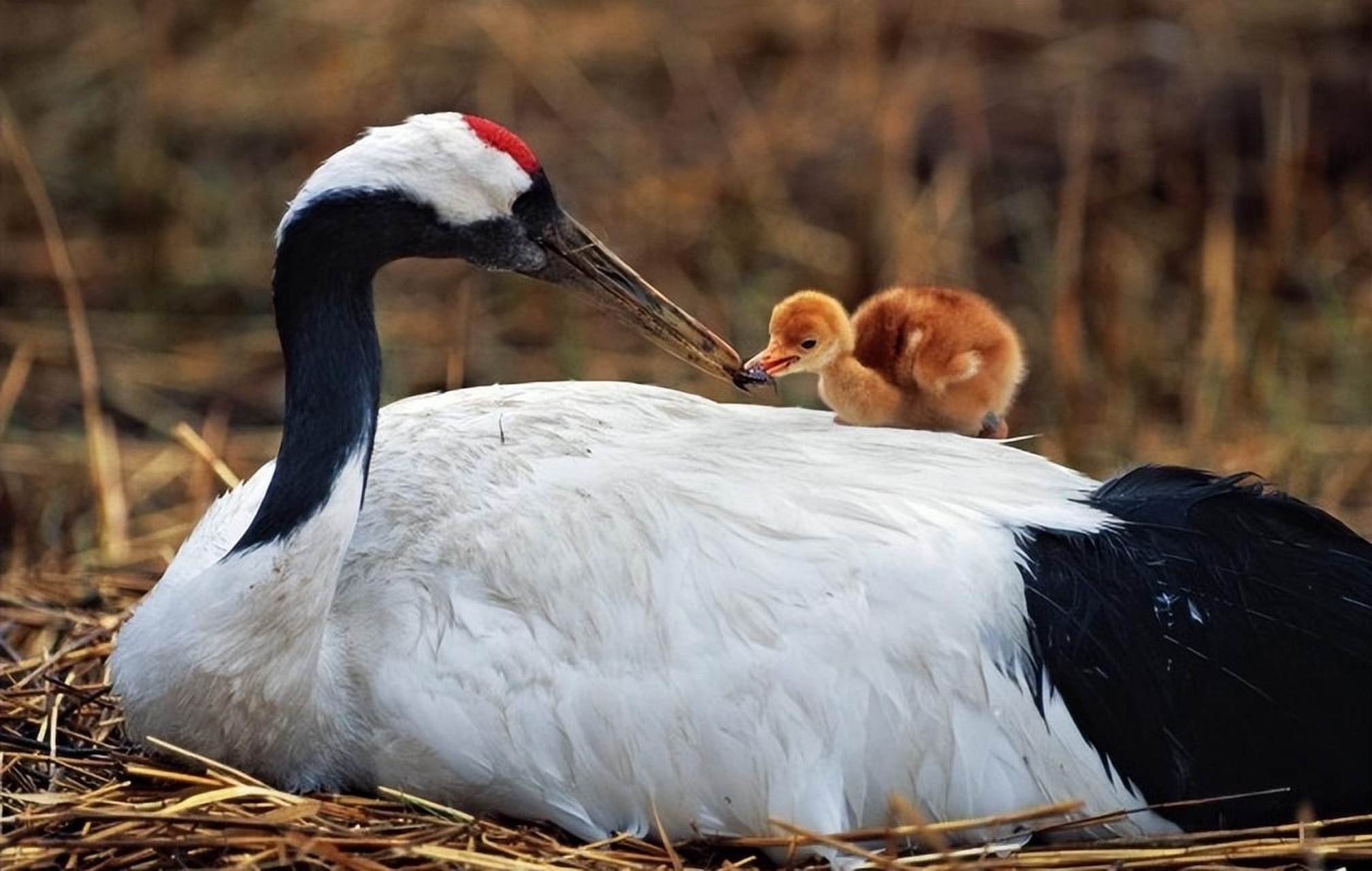 仙鹤求偶孵化育崽