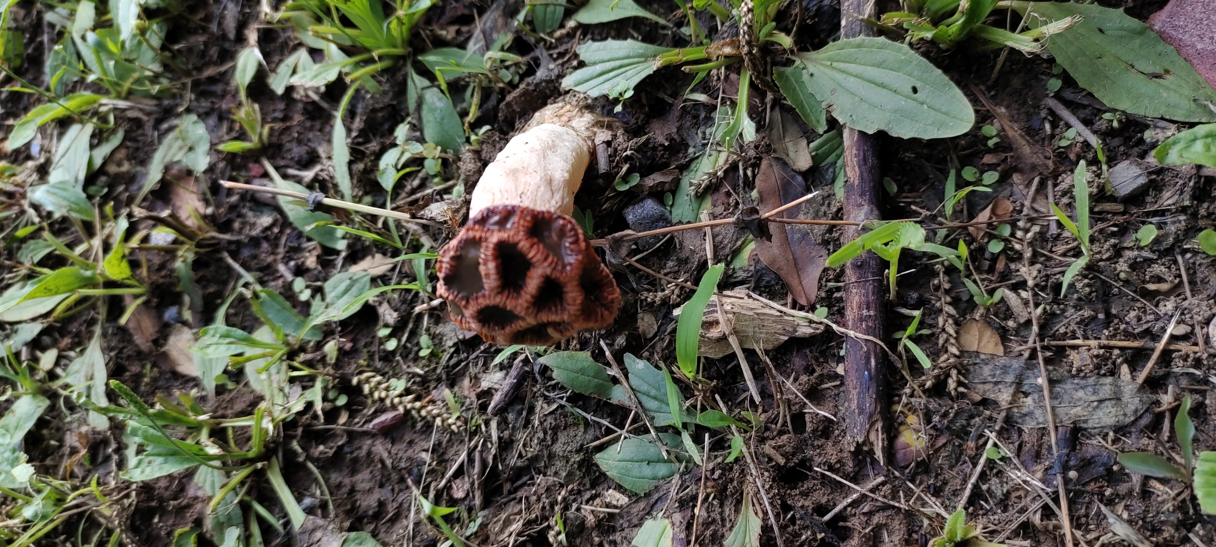 黄柄笼头菌图片