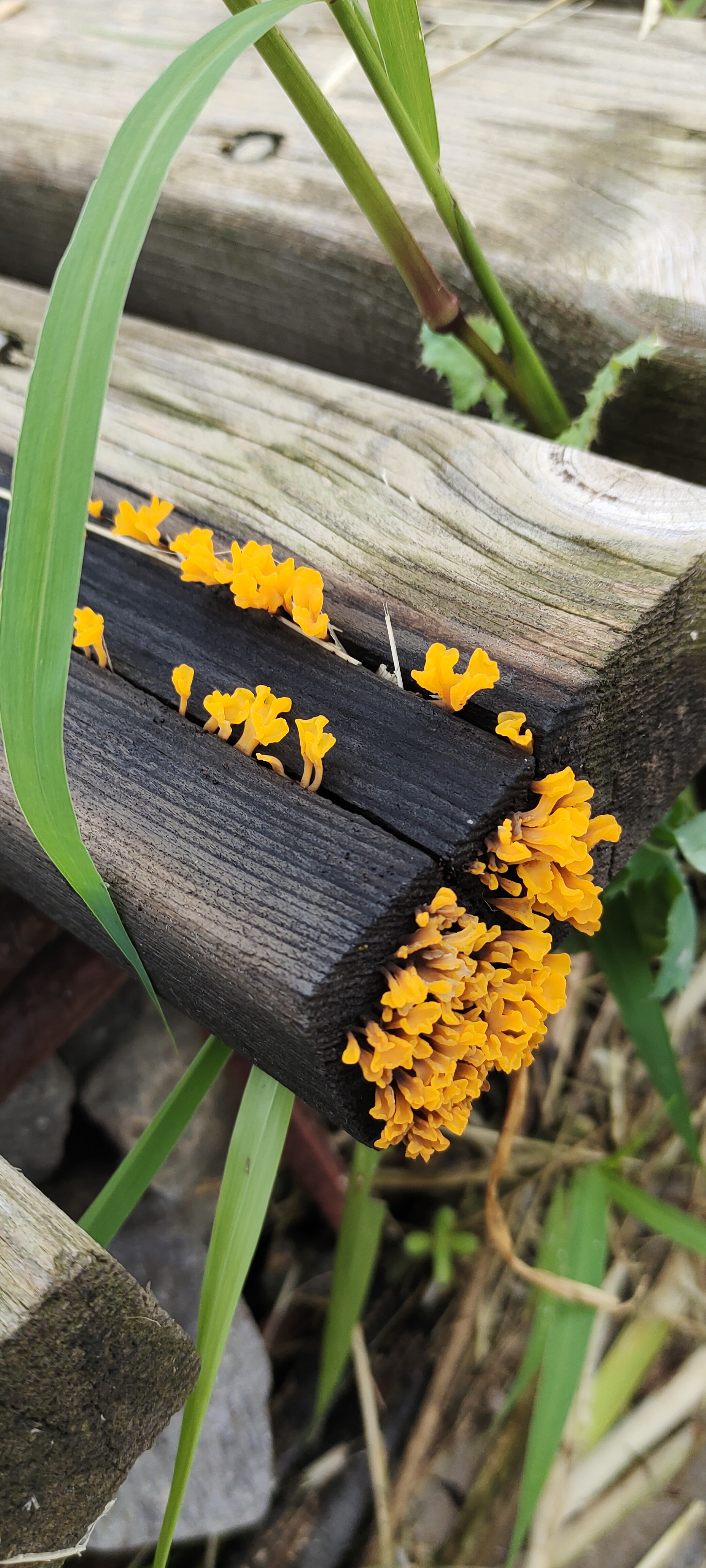 又认识一种可爱的小东西——桂花耳