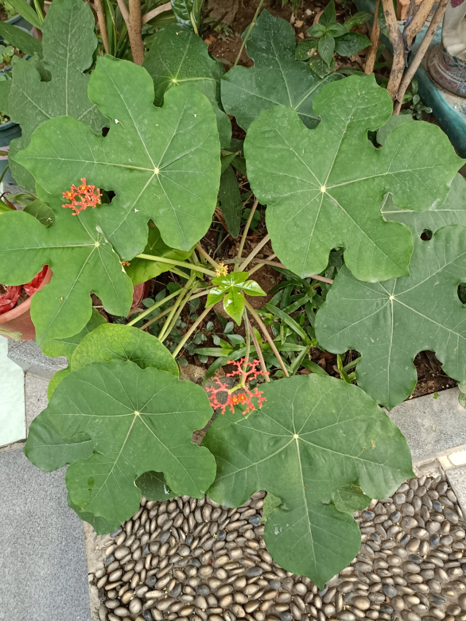 佛肚树有什么功效