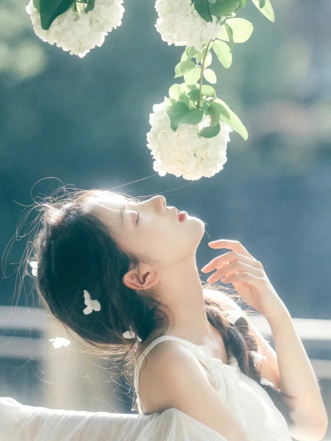 绣球花下的白裙美少女