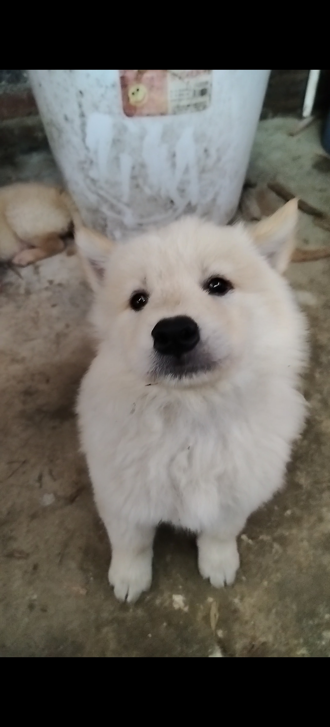 这只白色的小狗,给我的第一印象就是它有着毛茸茸的身体和无比可爱的