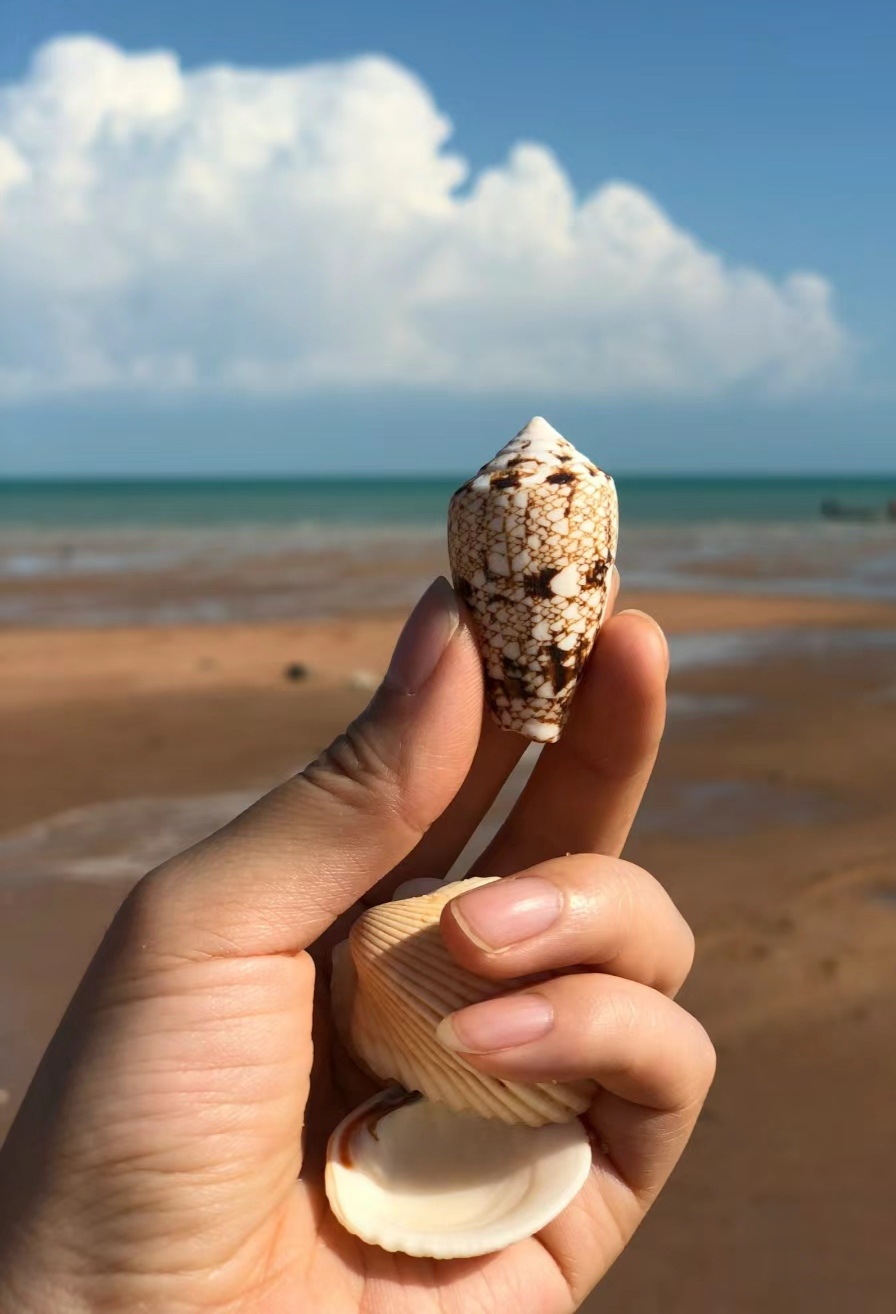 海边螺类大全品种图片