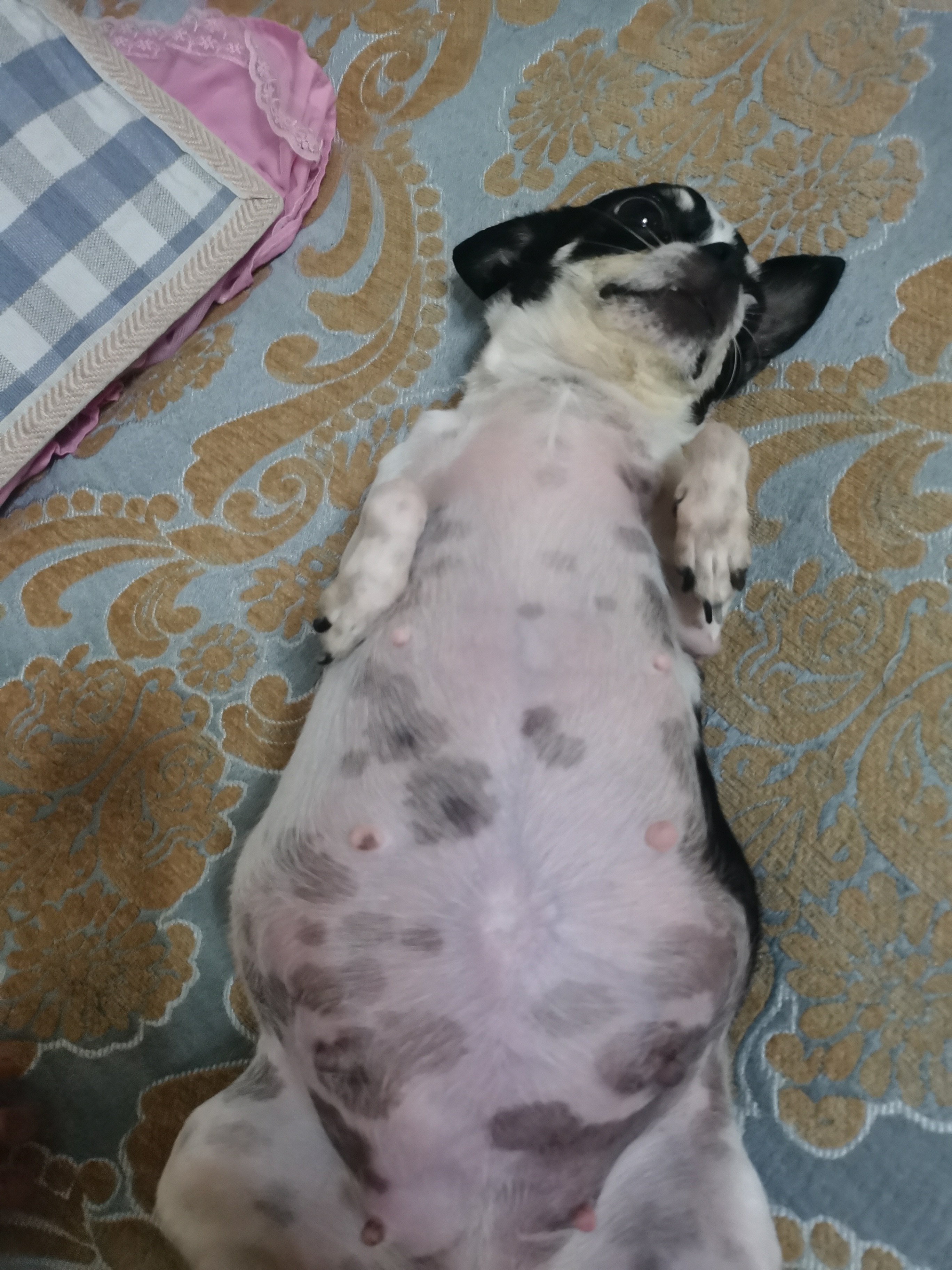 我家吉娃娃怀孕51天照片.祈福[鲜花]