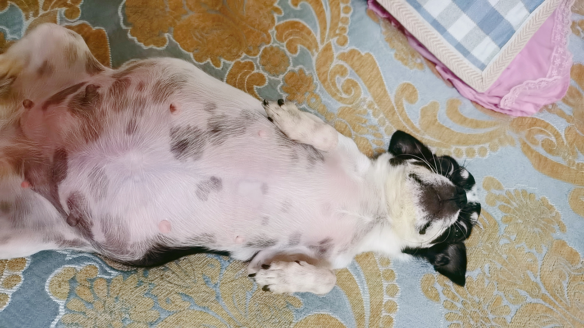 我家吉娃娃怀孕51天.祈祷05990599一切顺利