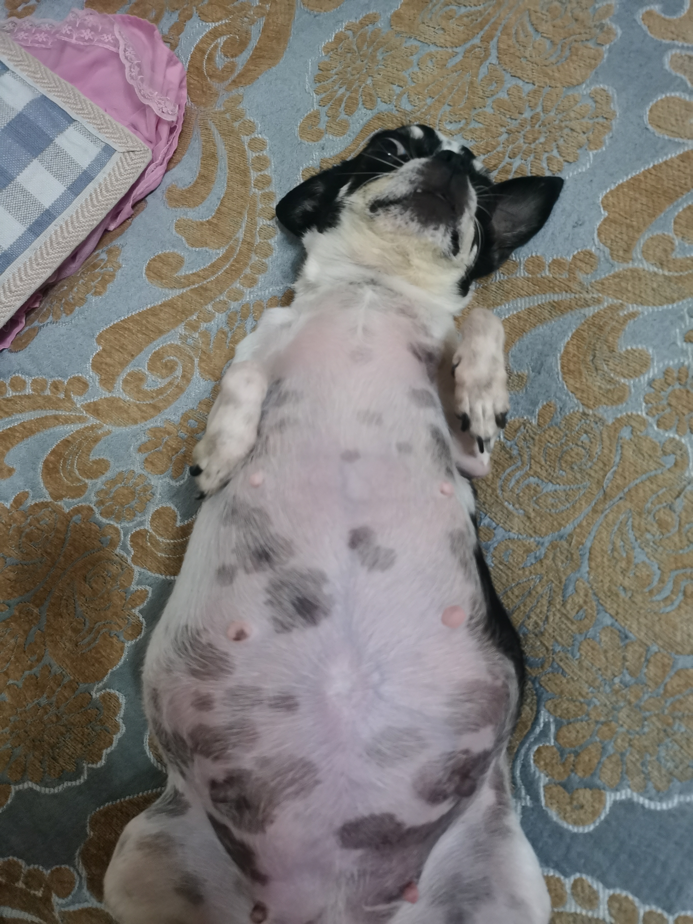 我家吉娃娃怀孕了51天照片.祈福[鲜花]