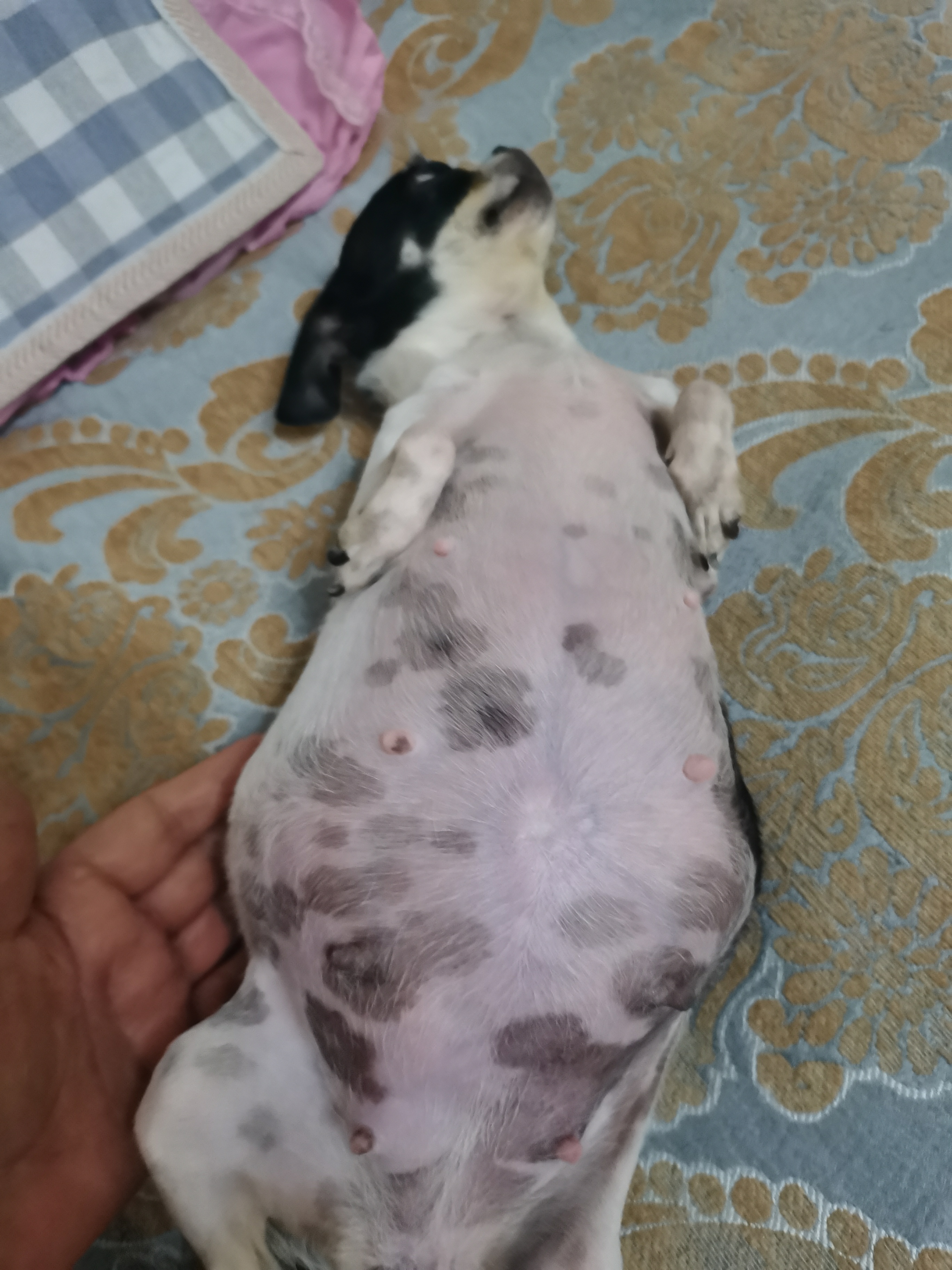 我家吉娃娃怀孕了51天照片.祈福[鲜花]