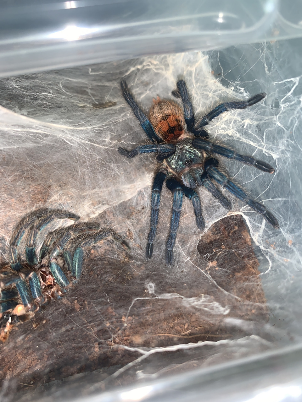 养宠交流# 关于我养蜘蛛当宠物基本上百分之九十九的人都理解不了