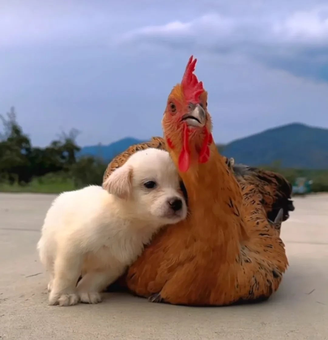 中午安排在镇政府食堂用餐,食堂师傅端来一碗公鸡炖蘑菇,公鸡的头恰好