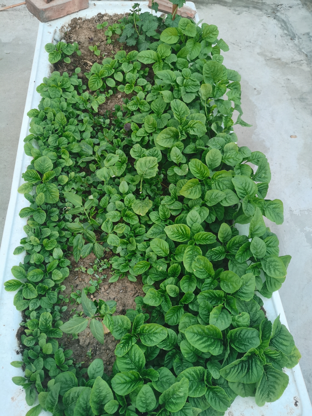 在农村只要有地的,到了夏季几乎每家每户都会种的银银菜也叫苋菜,有