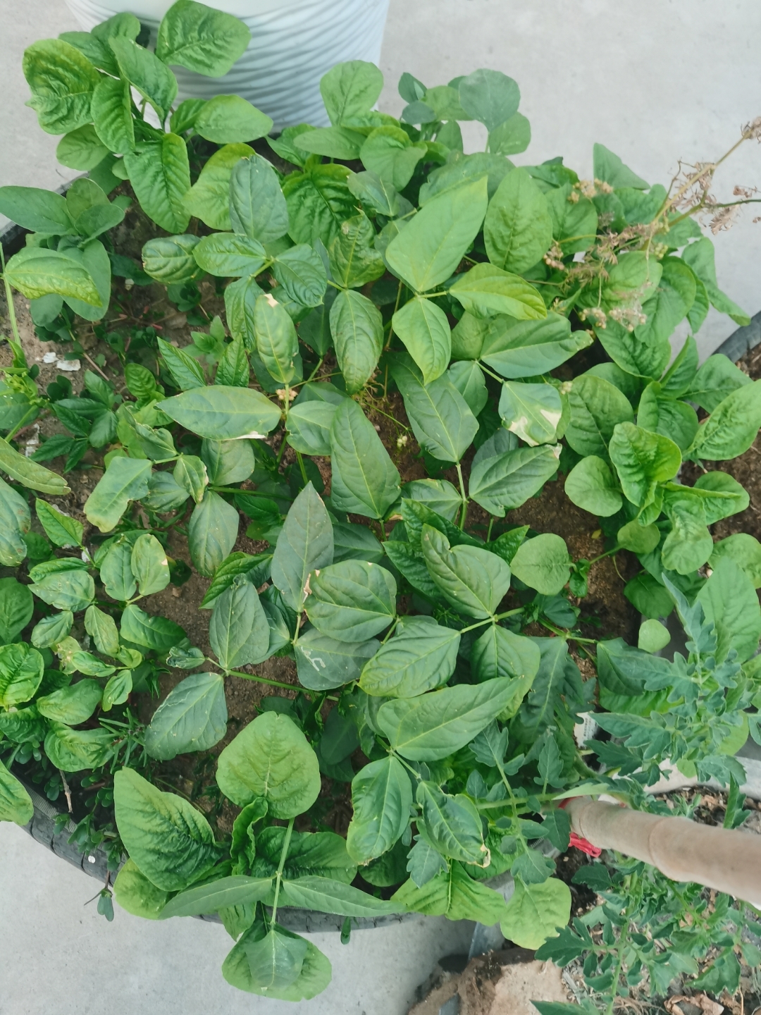 在农村只要有地的,到了夏季几乎每家每户都会种的银银菜也叫苋菜,有