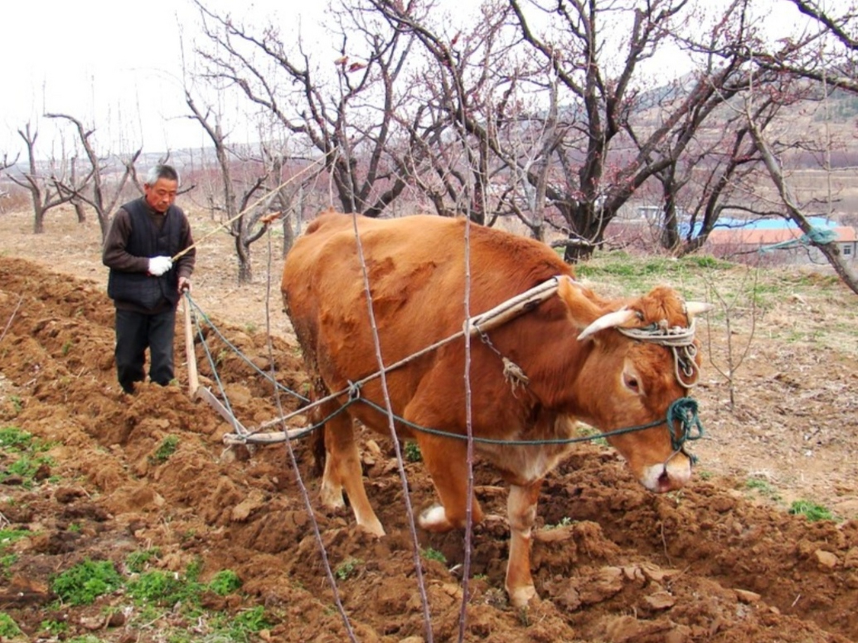 犍壮的黄衫客, 曾将土地深耕细耙, 笨重身驱拉着犁子, 锄去杂草与麦茬