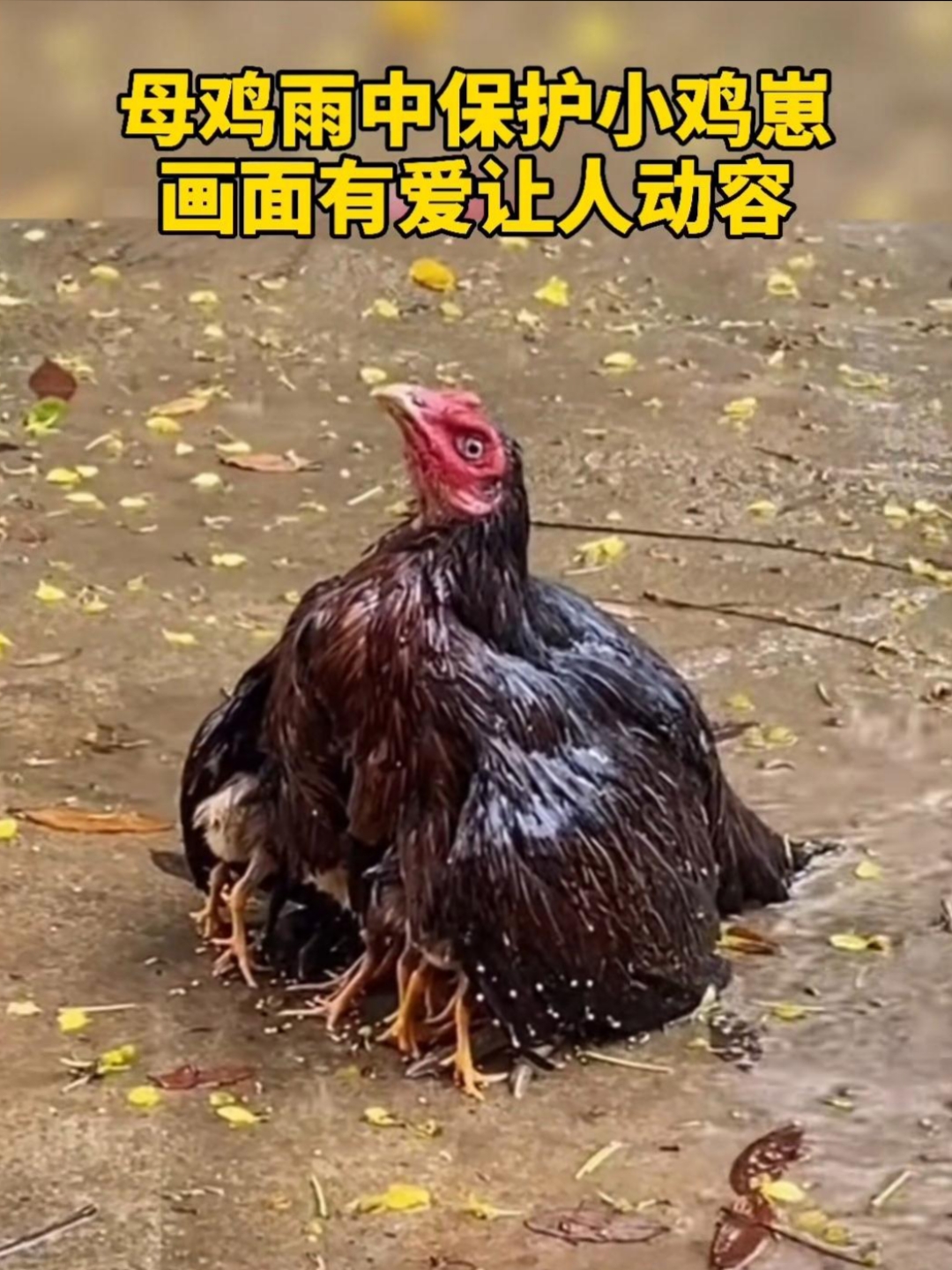 雨中护小鸡图图片