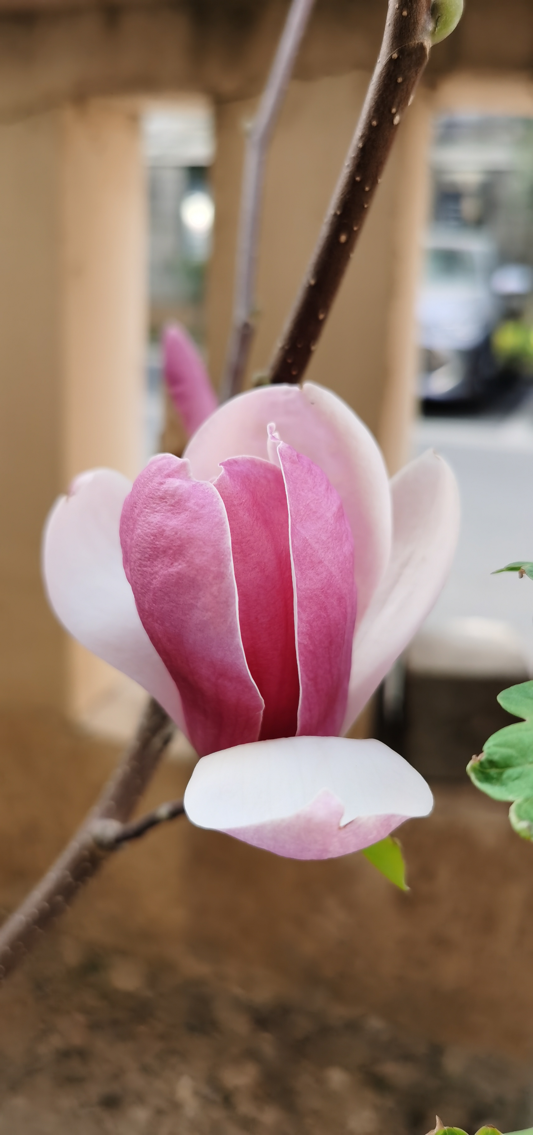 949494木兰花开,美丽绽放!